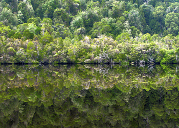 Reflections 4 - Reflections 4 Gordon River ©2009 Martin Oretsky